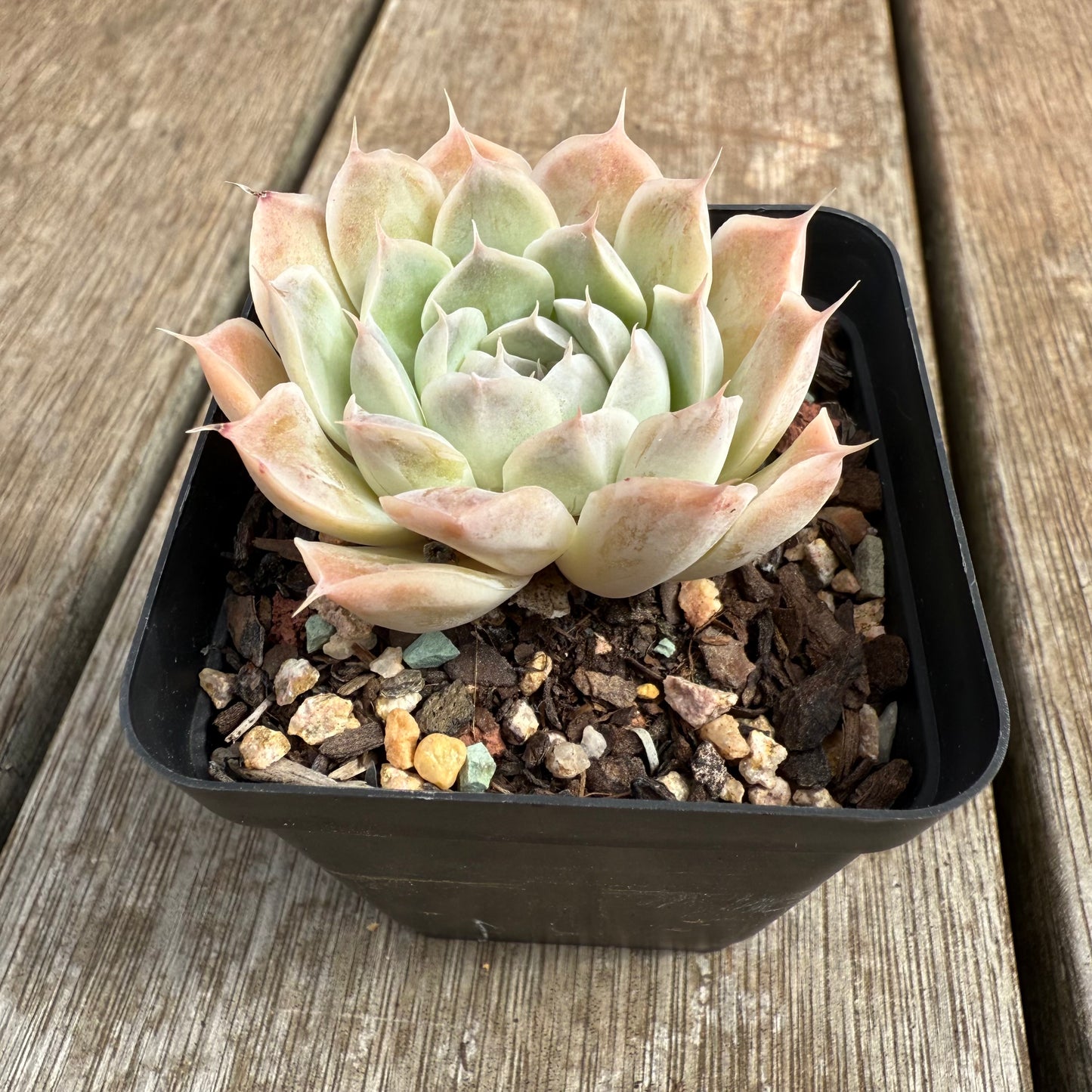 0804 Echeveria 'Lashiara'