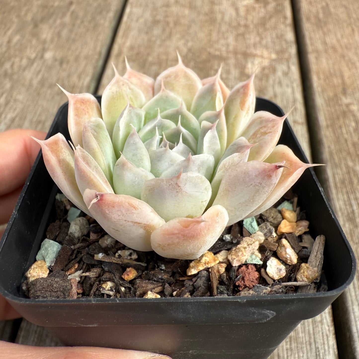 0804 Echeveria 'Lashiara'