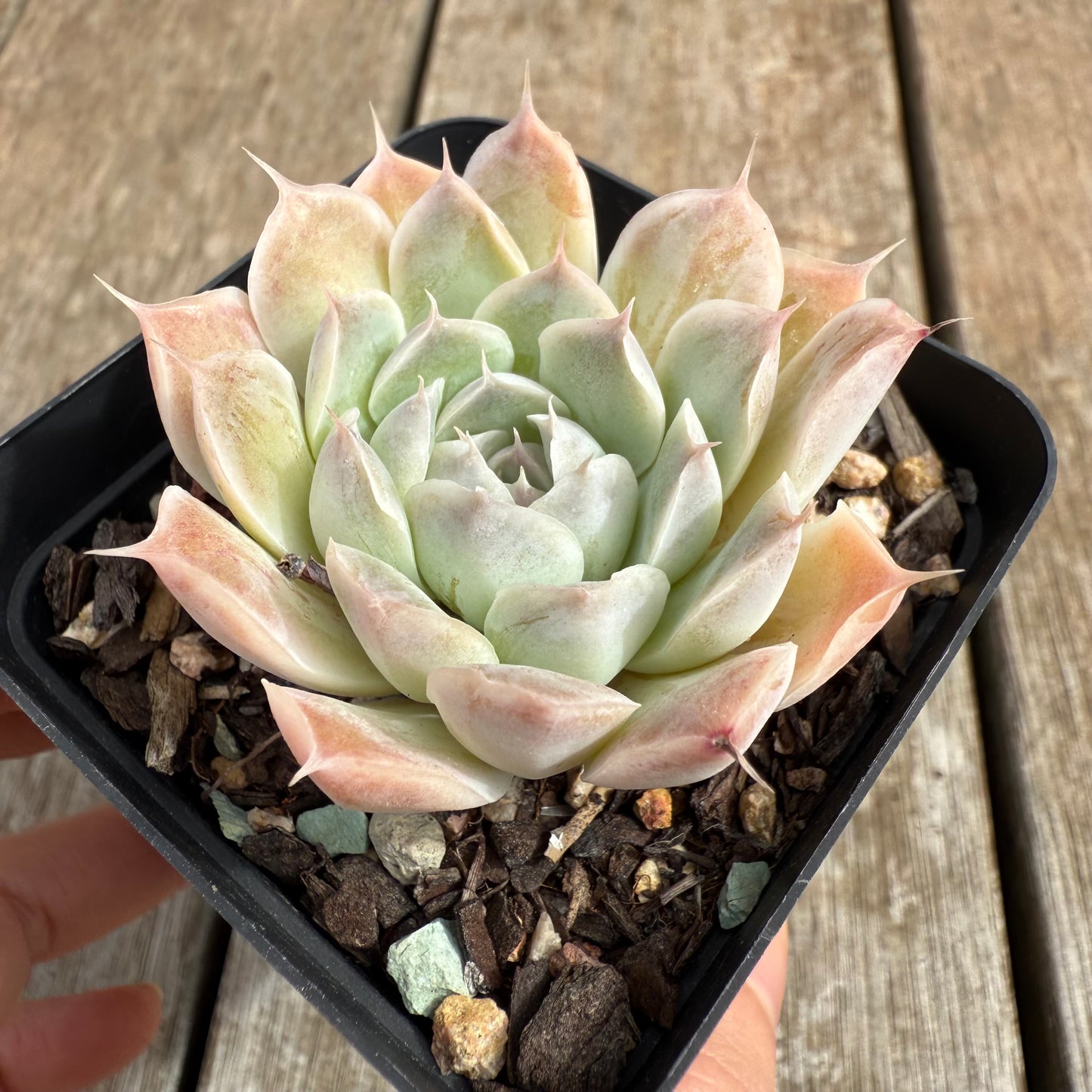 0804 Echeveria 'Lashiara'