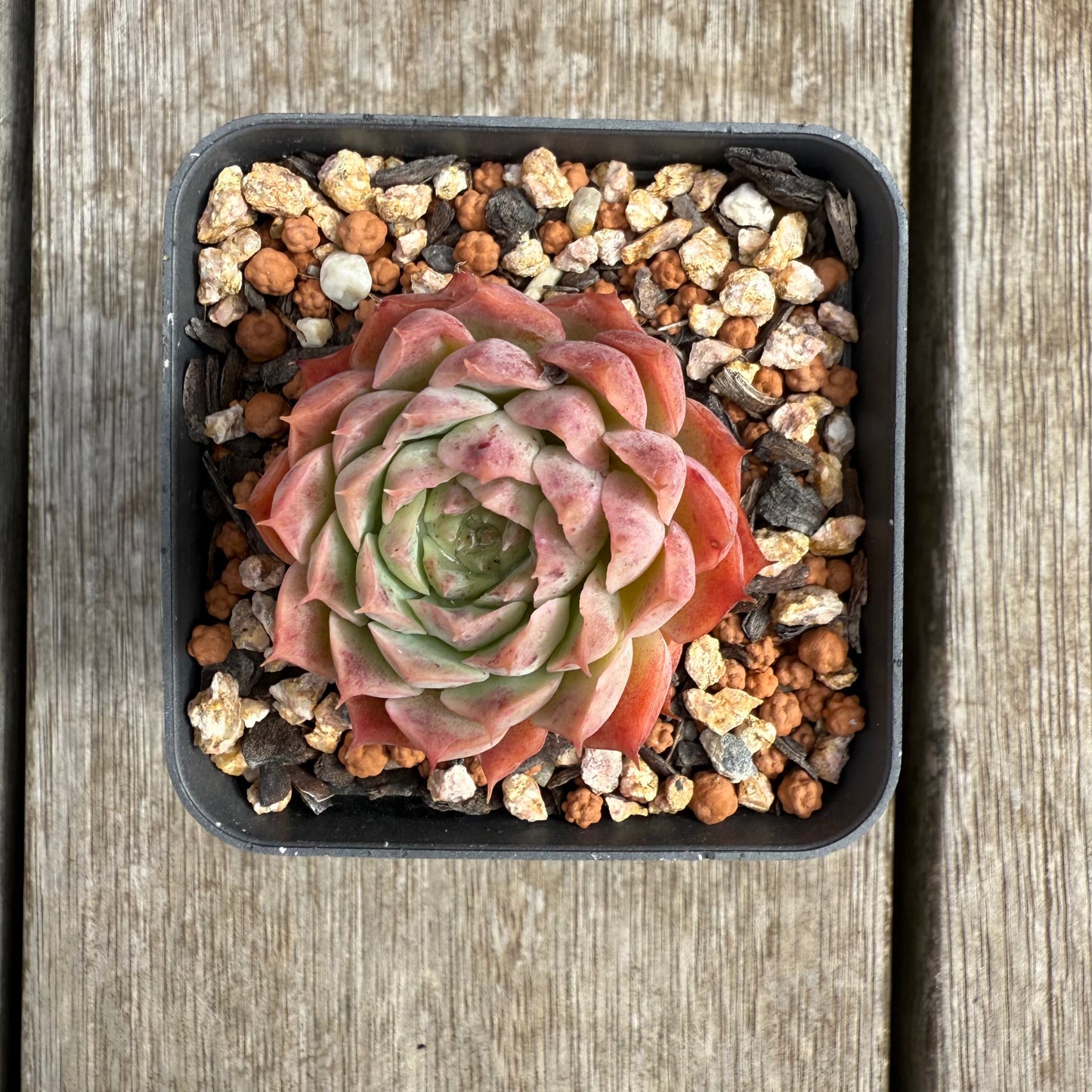0804 Echeveria 'Red Hole'