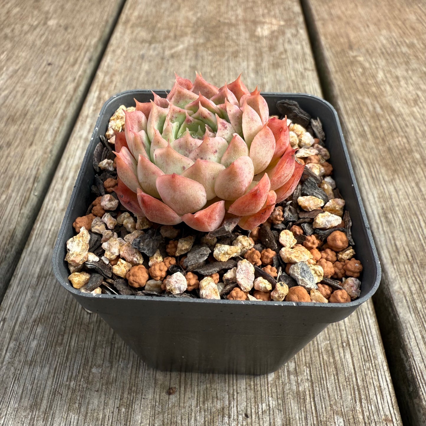 0804 Echeveria 'Red Hole'