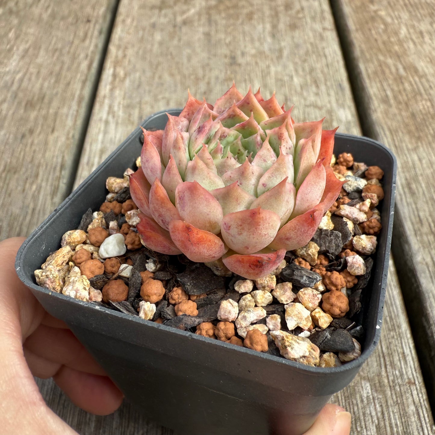 0804 Echeveria 'Red Hole'