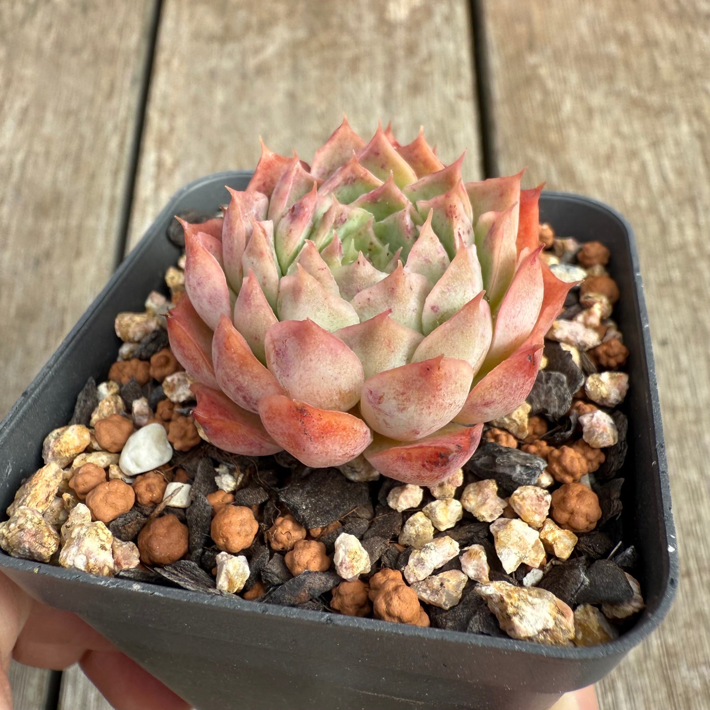 0804 Echeveria 'Red Hole'