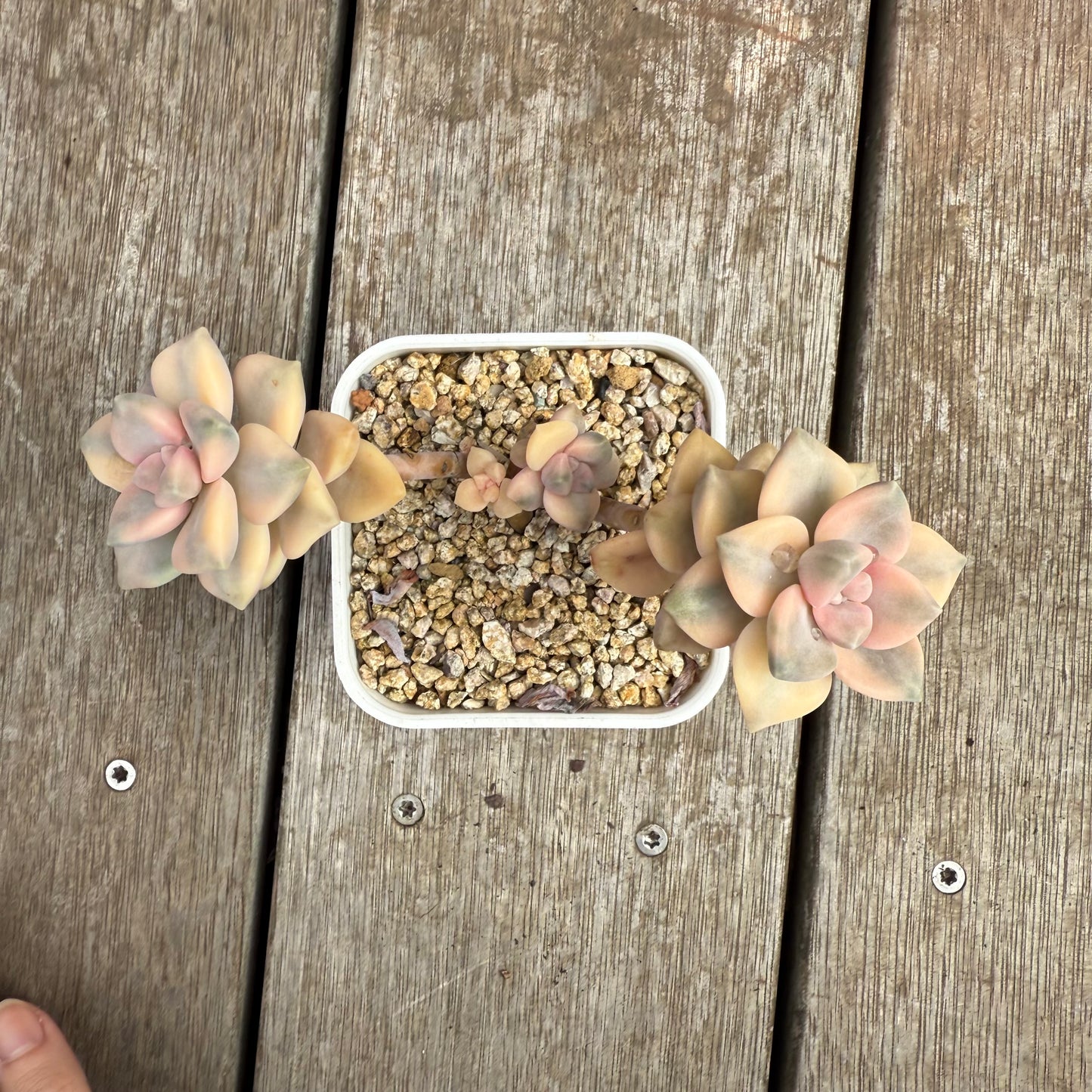 0804 Graptopetalum Paraguayense ssp.Bernalense Variegated (Multi)