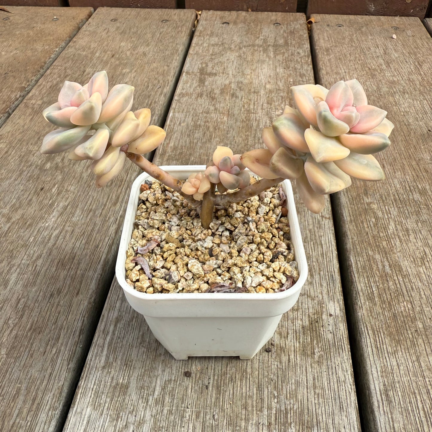 0804 Graptopetalum Paraguayense ssp.Bernalense Variegated (Multi)