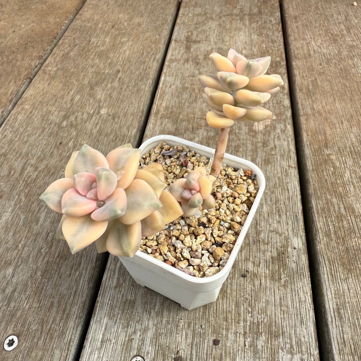 0804 Graptopetalum Paraguayense ssp.Bernalense Variegated (Multi)