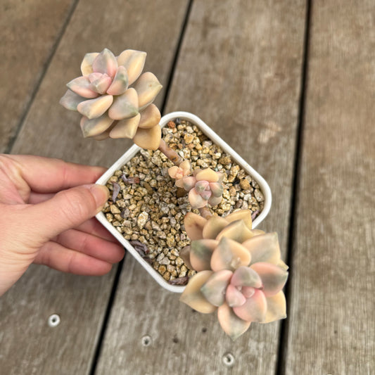 0804 Graptopetalum Paraguayense ssp.Bernalense Variegated (Multi)