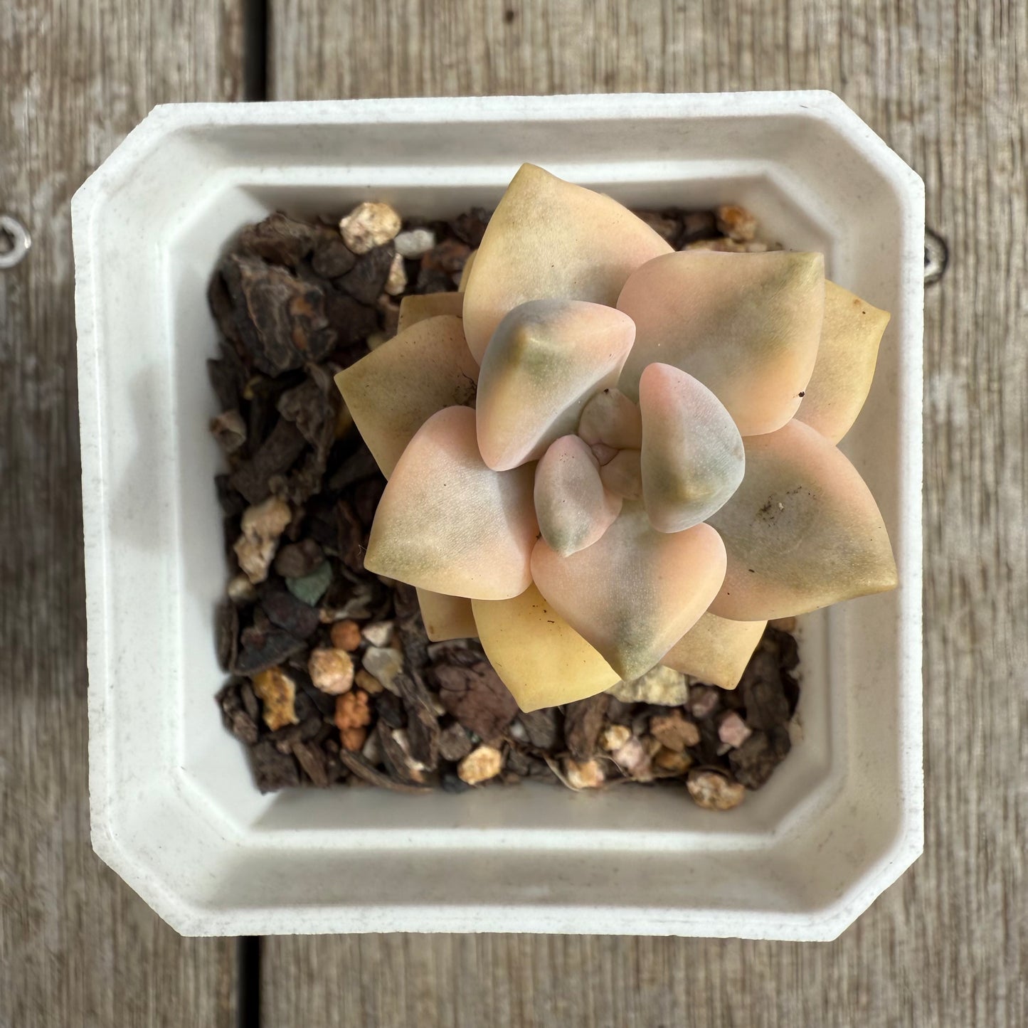 0804 Graptopetalum Paraguayense ssp.Bernalense Variegated