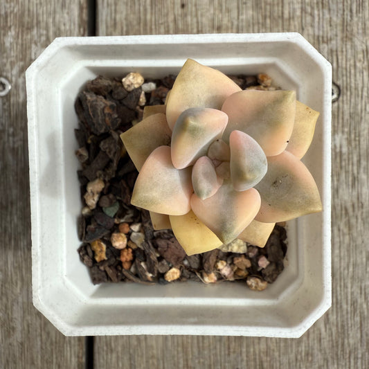 0804 Graptopetalum Paraguayense ssp.Bernalense Variegated