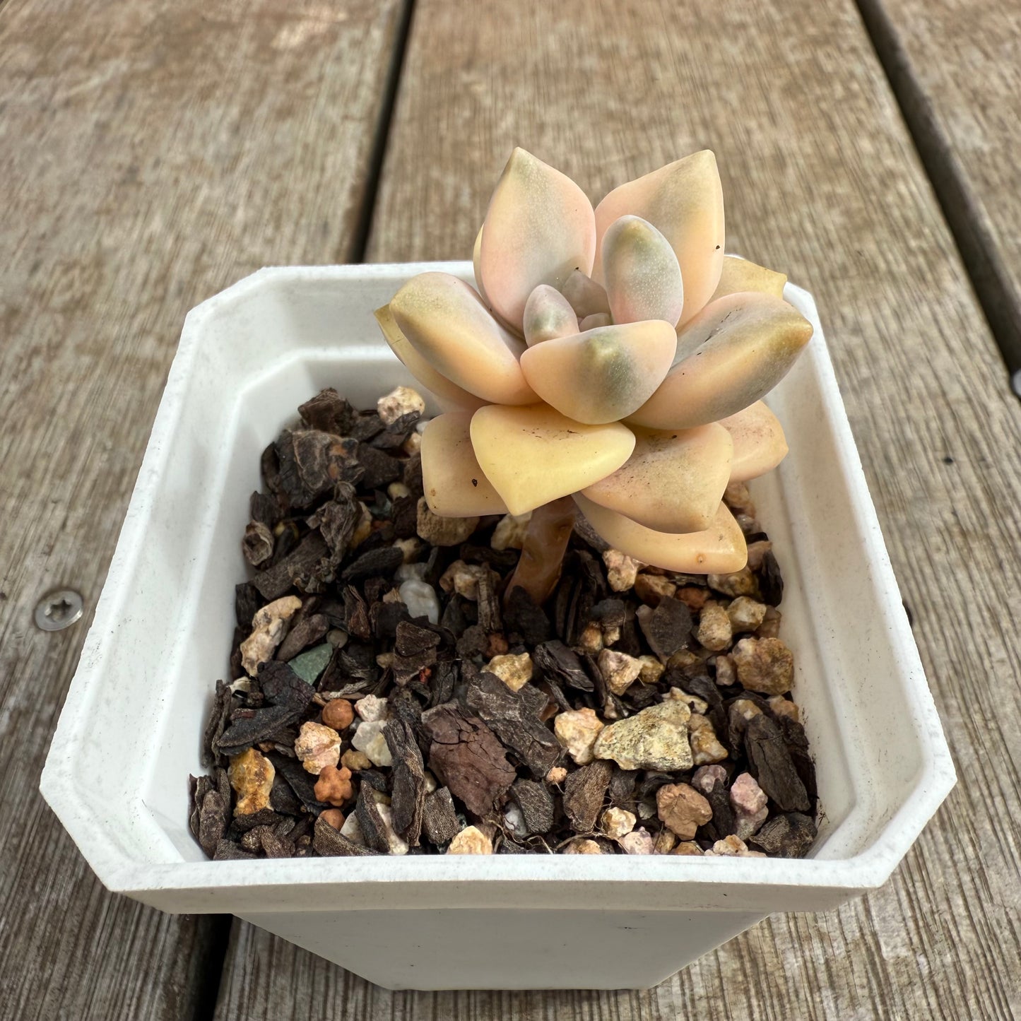 0804 Graptopetalum Paraguayense ssp.Bernalense Variegated