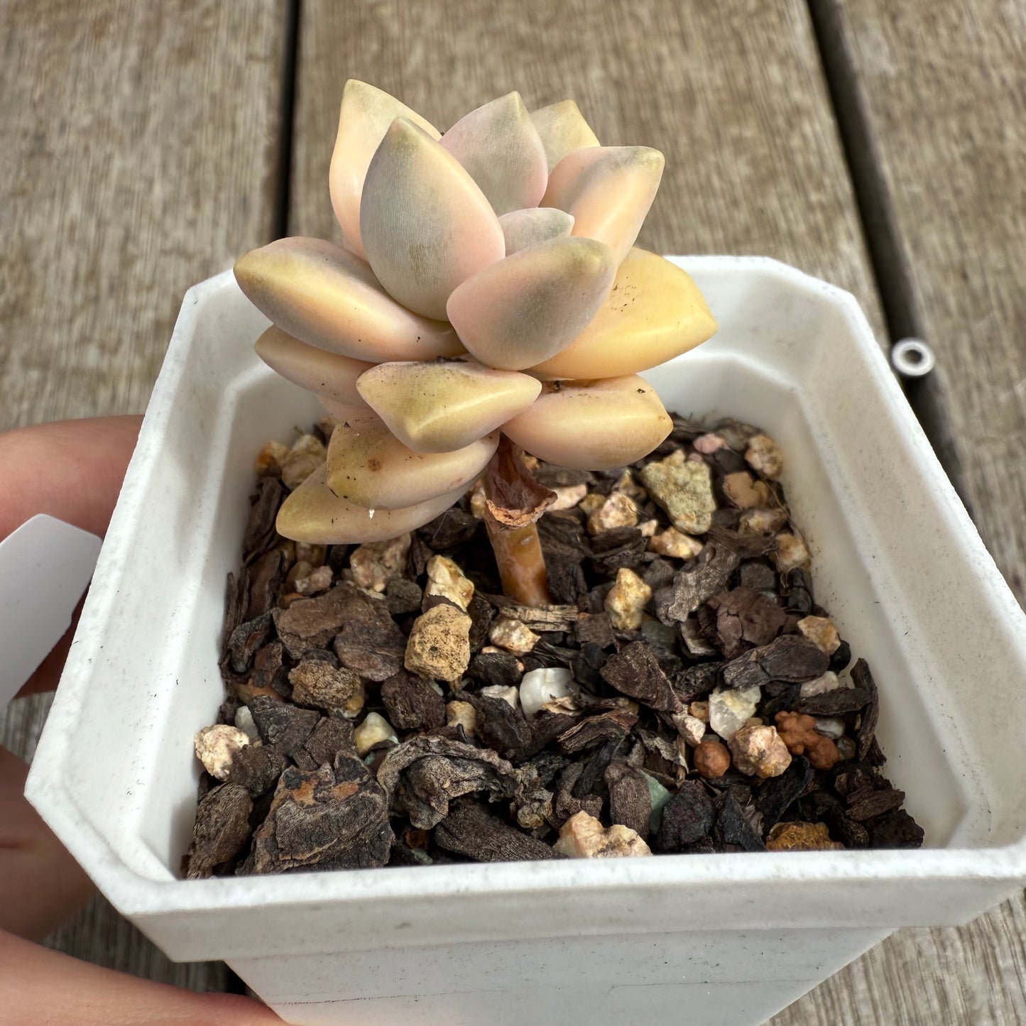 0804 Graptopetalum Paraguayense ssp.Bernalense Variegated