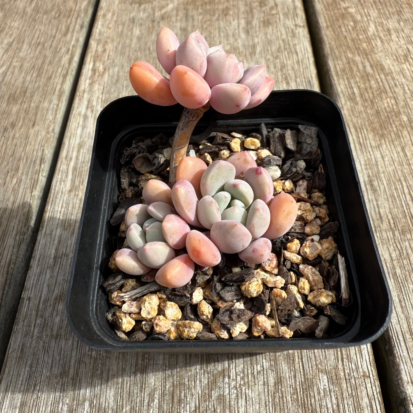 0804 Graptoveria White Dew
