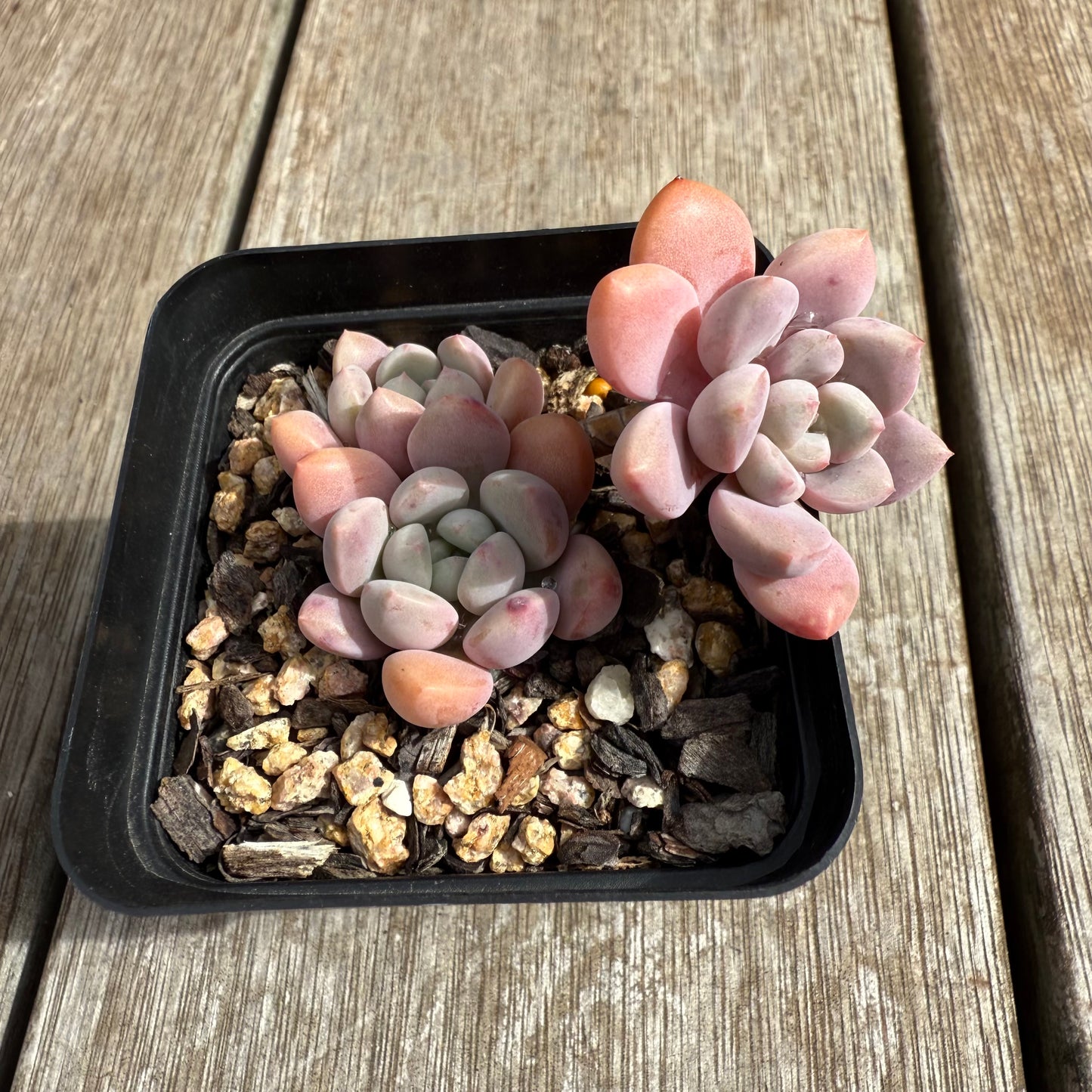 0804 Graptoveria White Dew