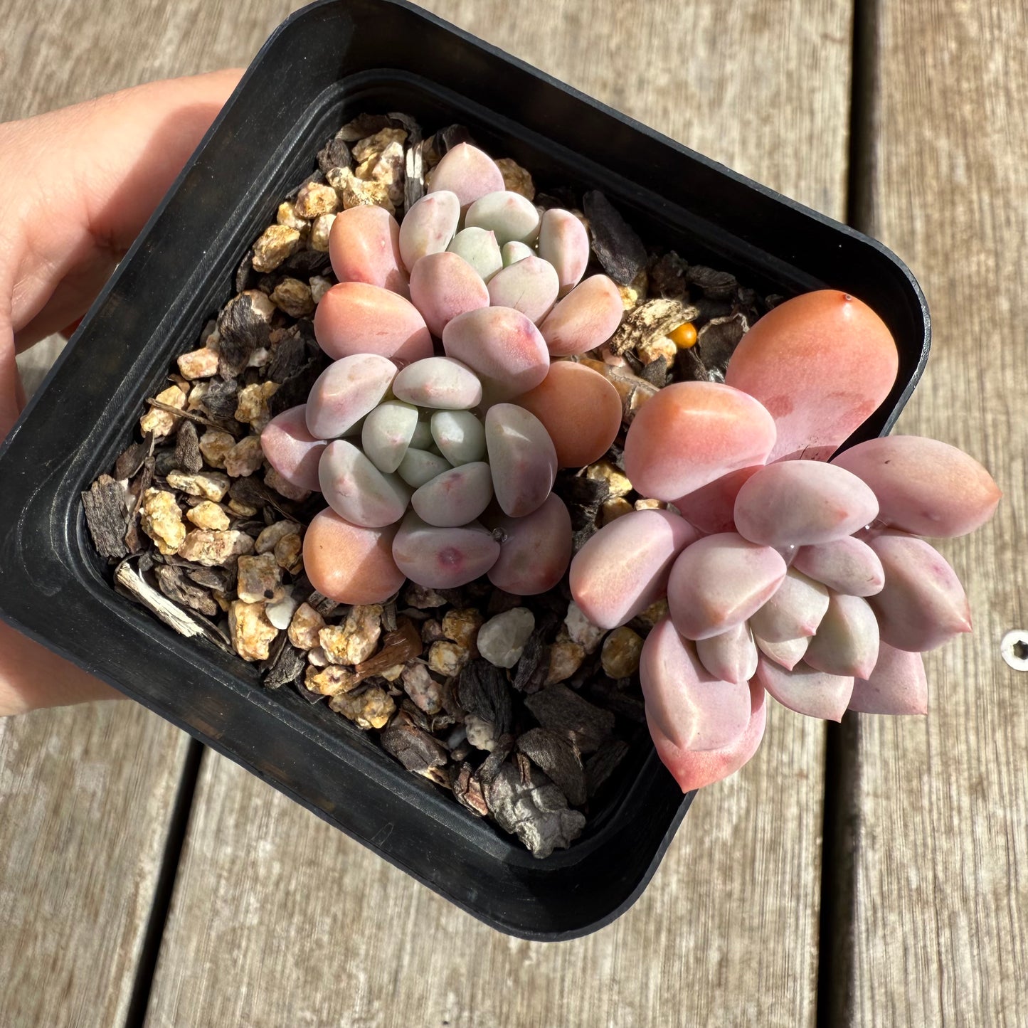 0804 Graptoveria White Dew