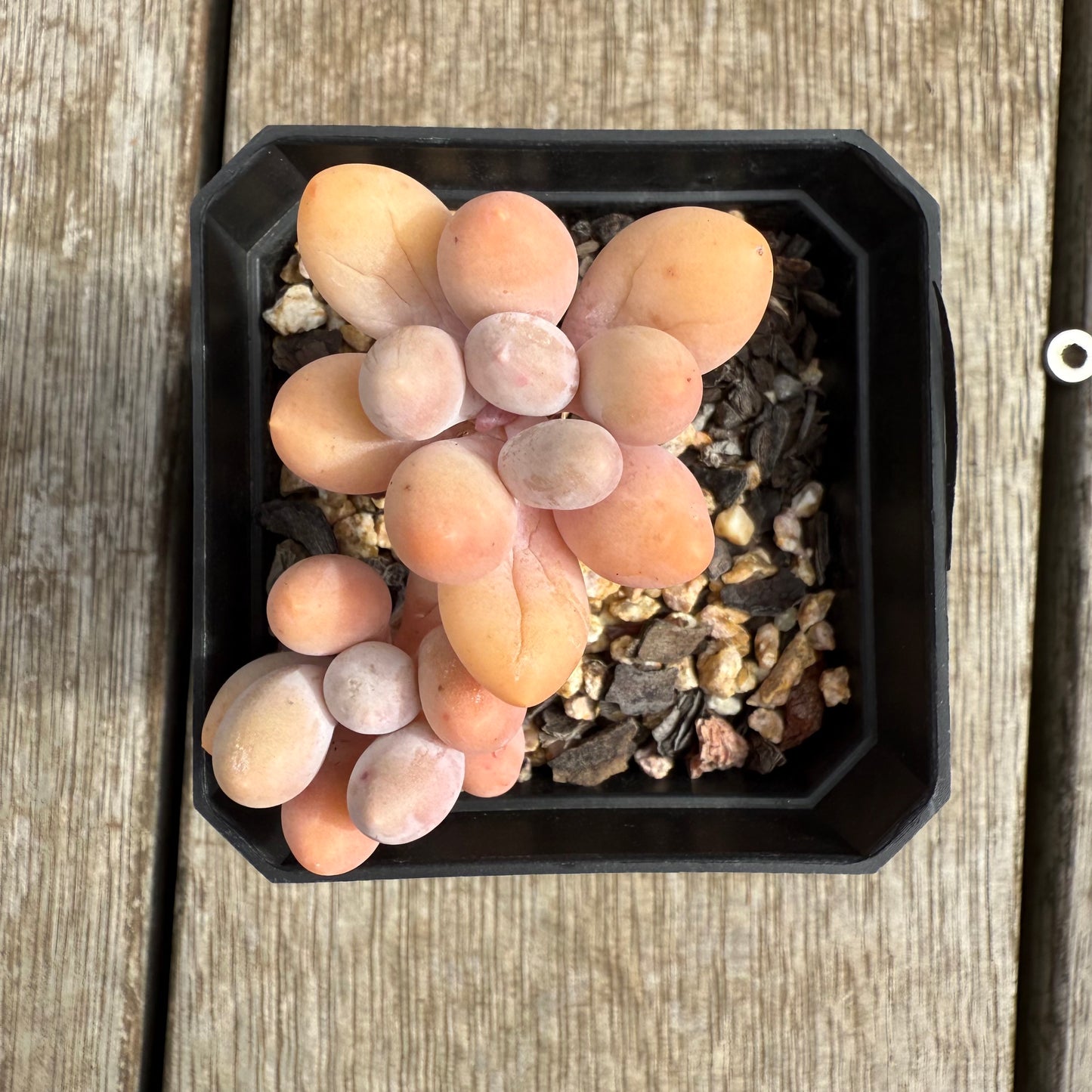 0804 Pachyphytum 'Egg Tart'