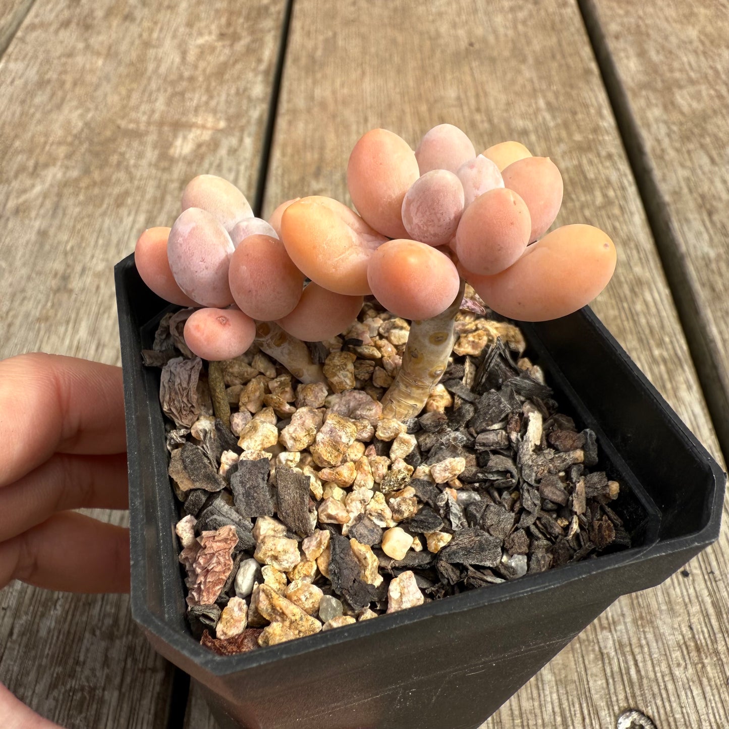 0804 Pachyphytum 'Egg Tart'