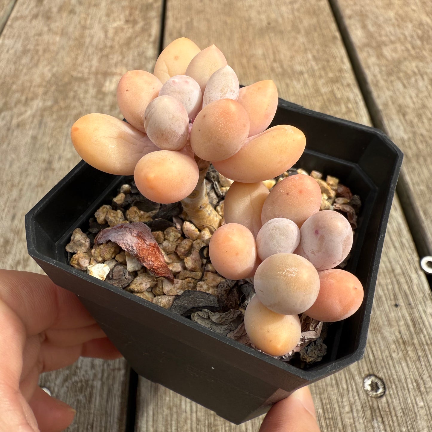 0804 Pachyphytum 'Egg Tart'