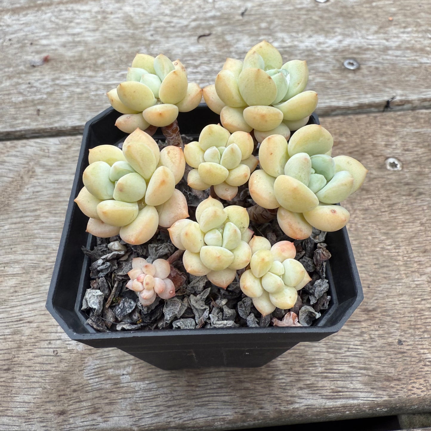 0804 Sedeveria Pudgy