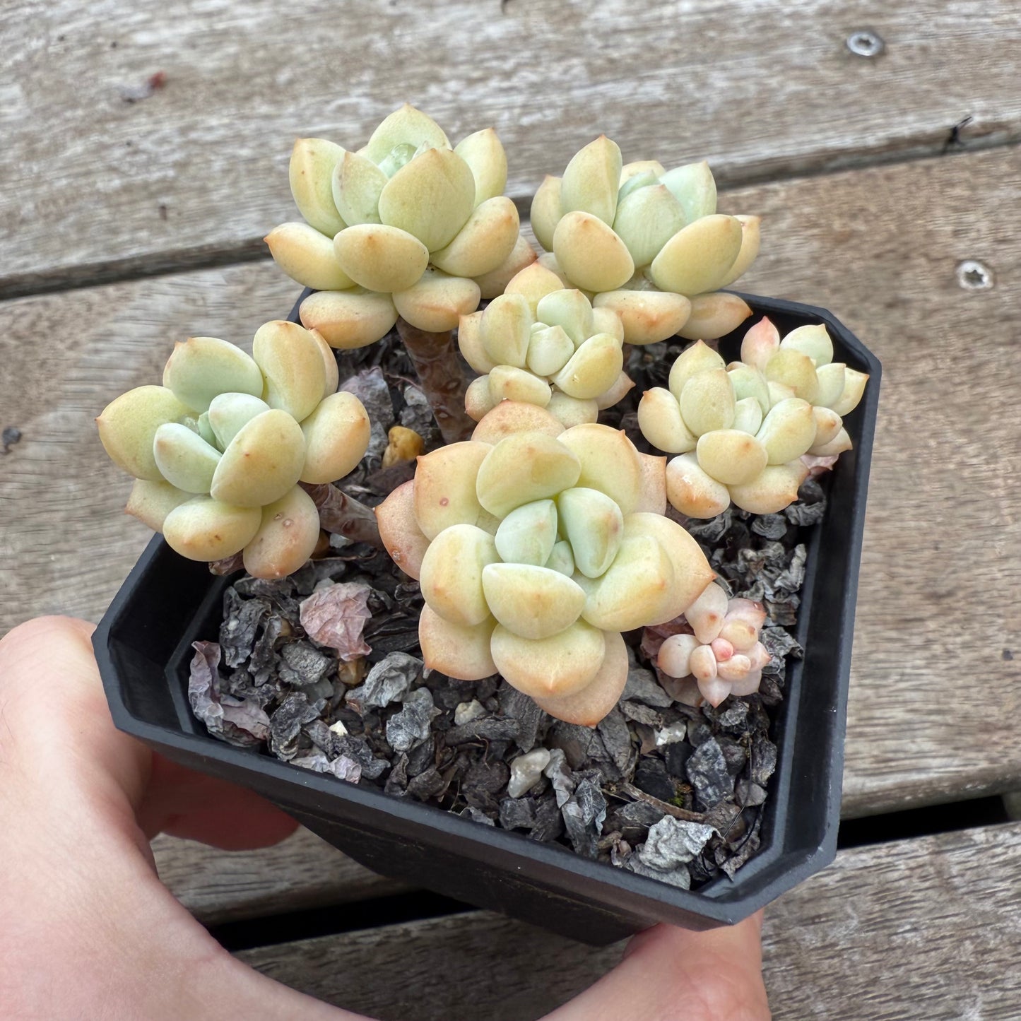 0804 Sedeveria Pudgy