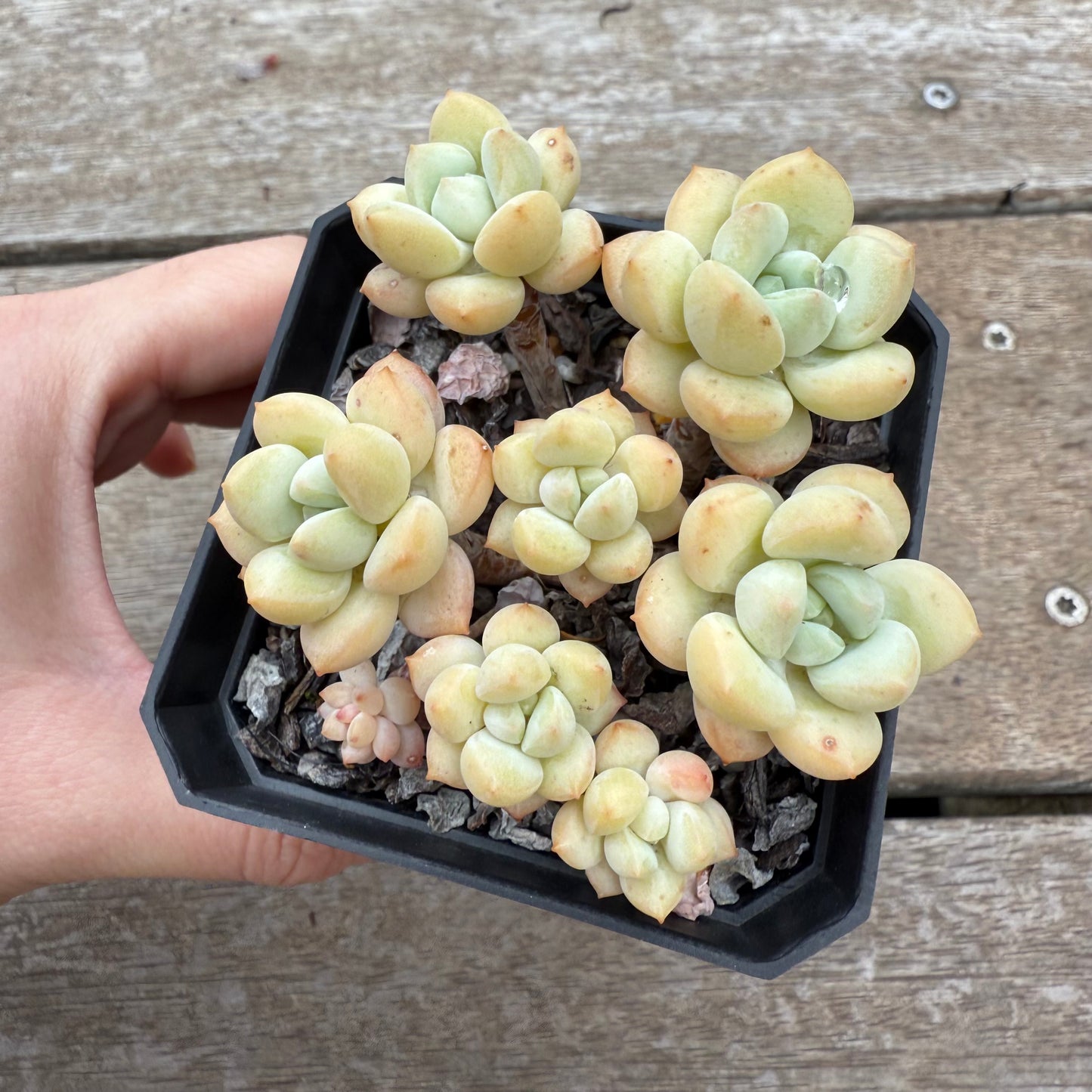 0804 Sedeveria Pudgy