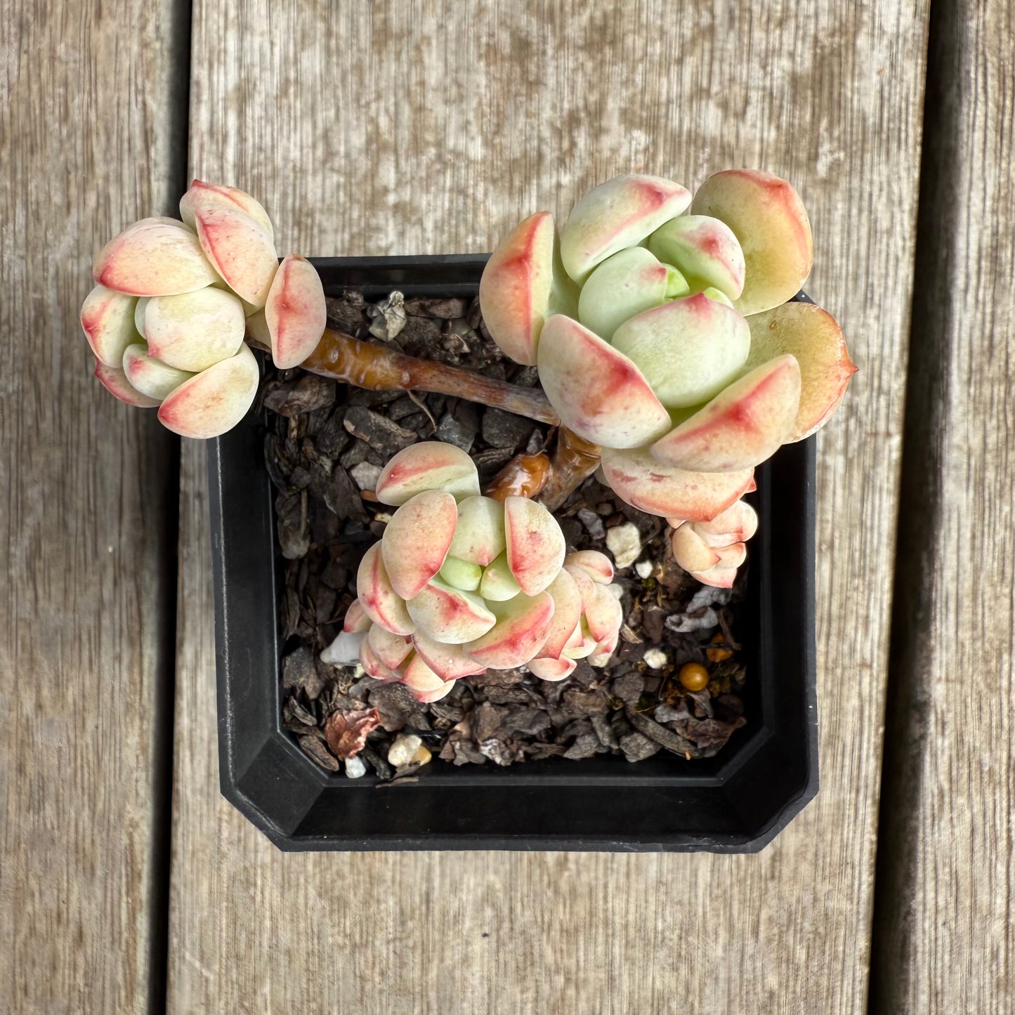 0804 Sedeveria Vanilla Bis (Clump)