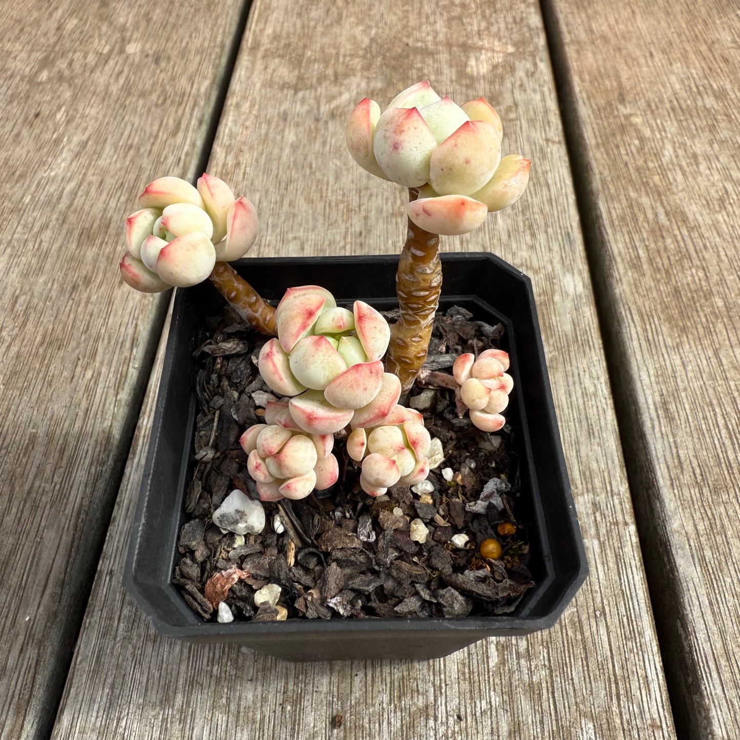 0804 Sedeveria Vanilla Bis (Clump)