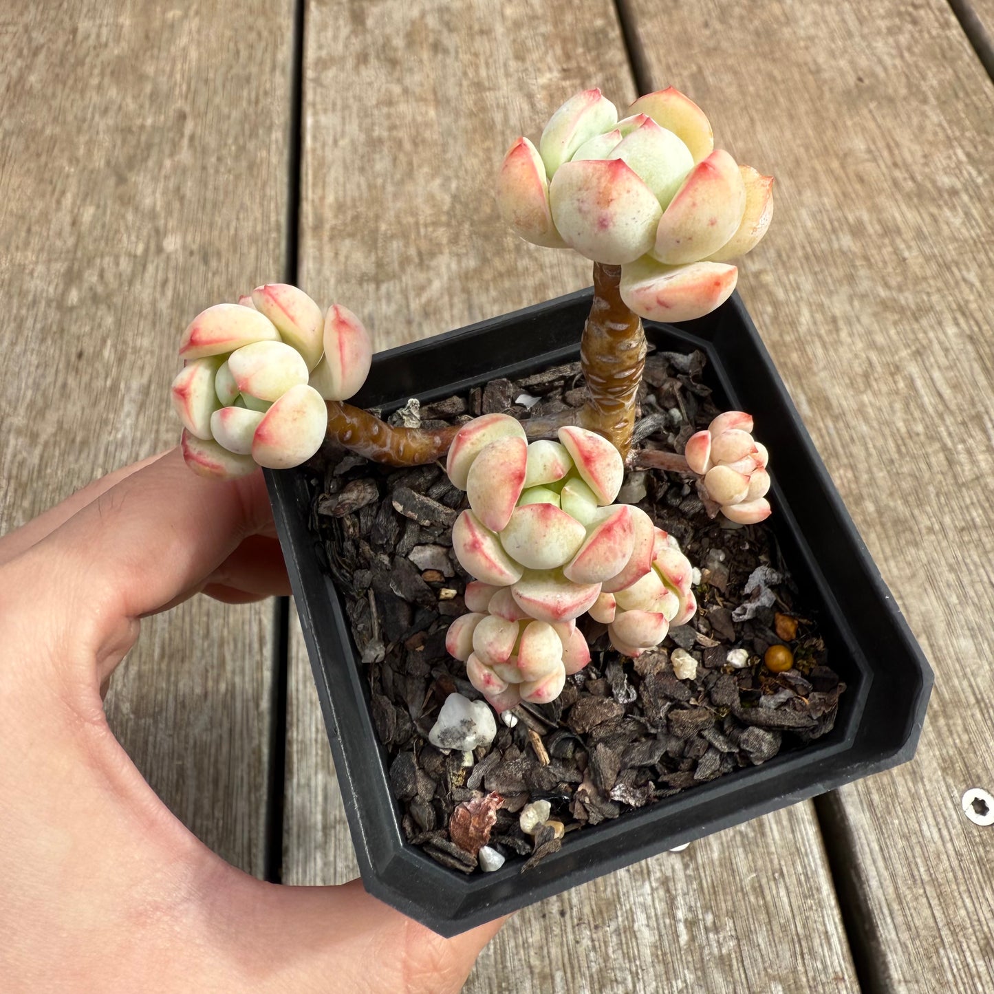 0804 Sedeveria Vanilla Bis (Clump)