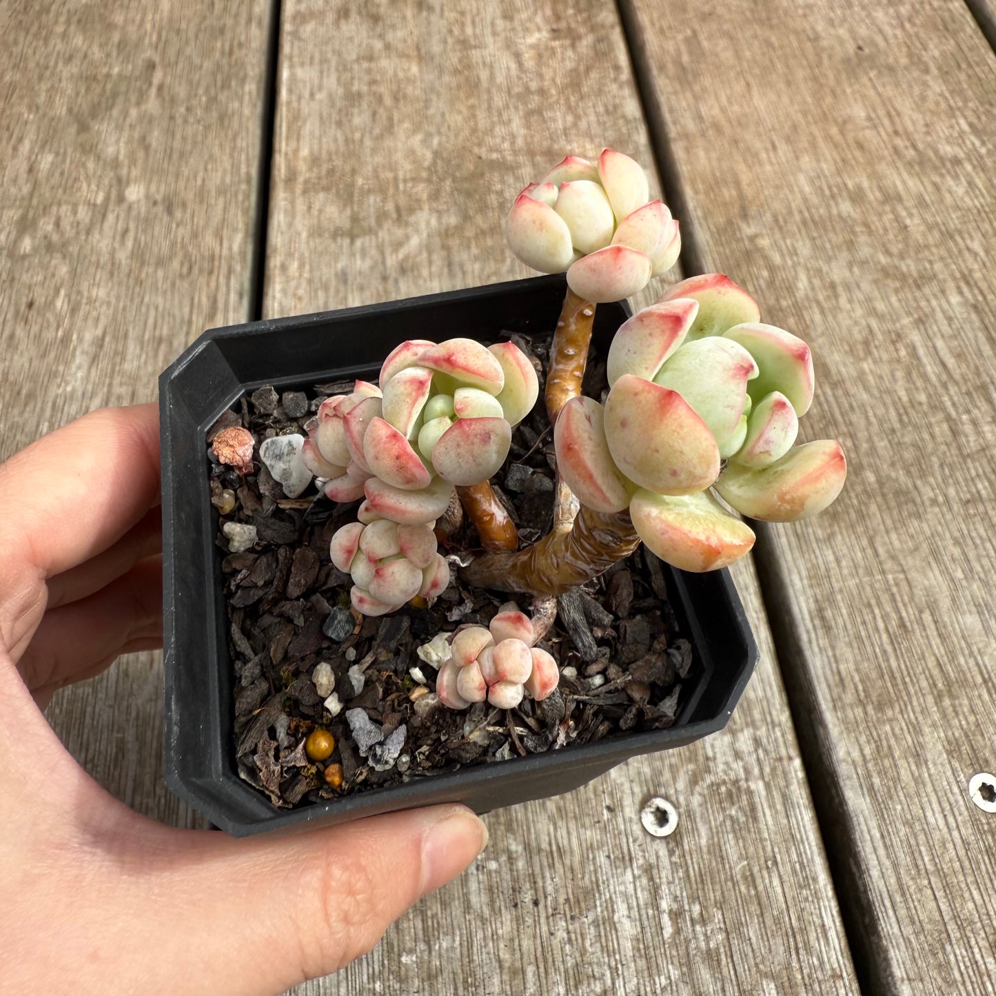 0804 Sedeveria Vanilla Bis (Clump)