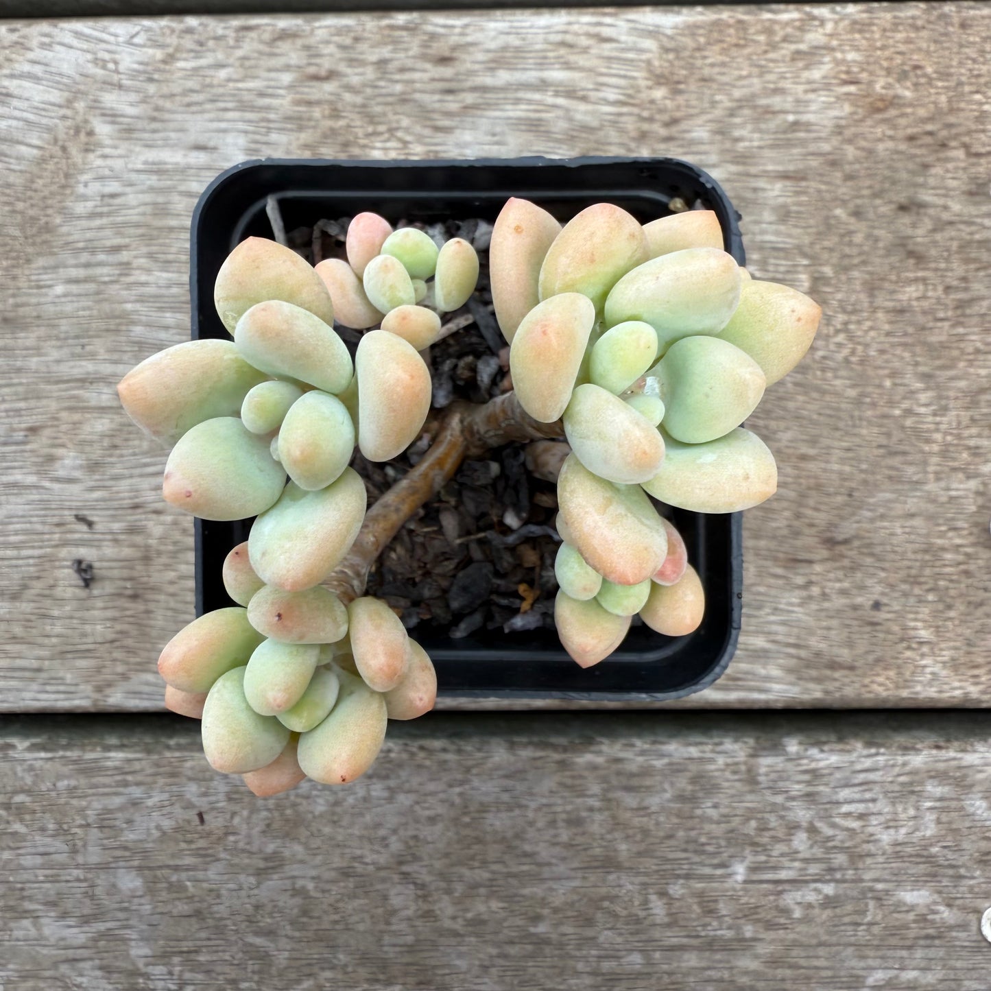 0804 Sedum Clavatum R. T. Clausen x Lavender Pebbles