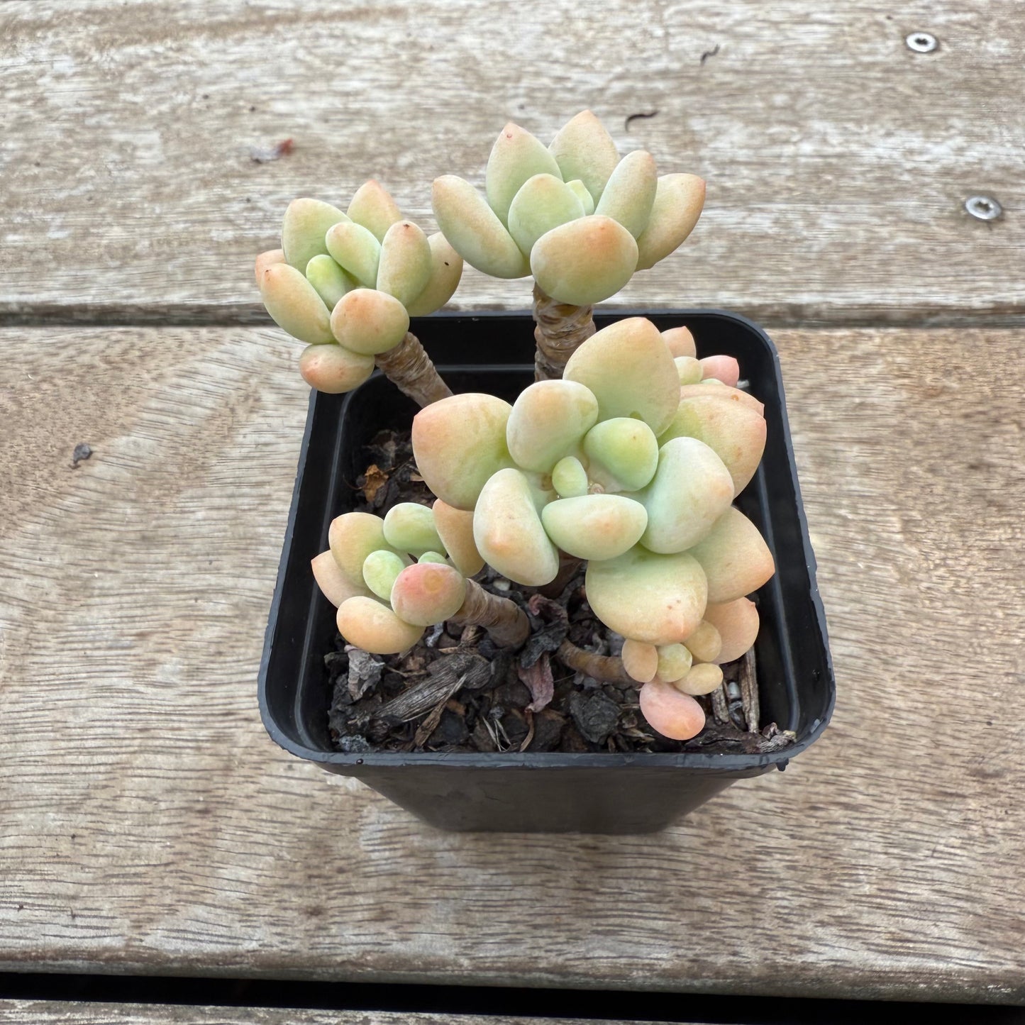 0804 Sedum Clavatum R. T. Clausen x Lavender Pebbles