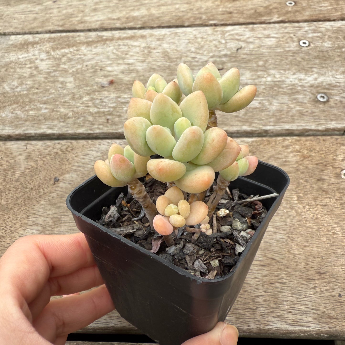 0804 Sedum Clavatum R. T. Clausen x Lavender Pebbles