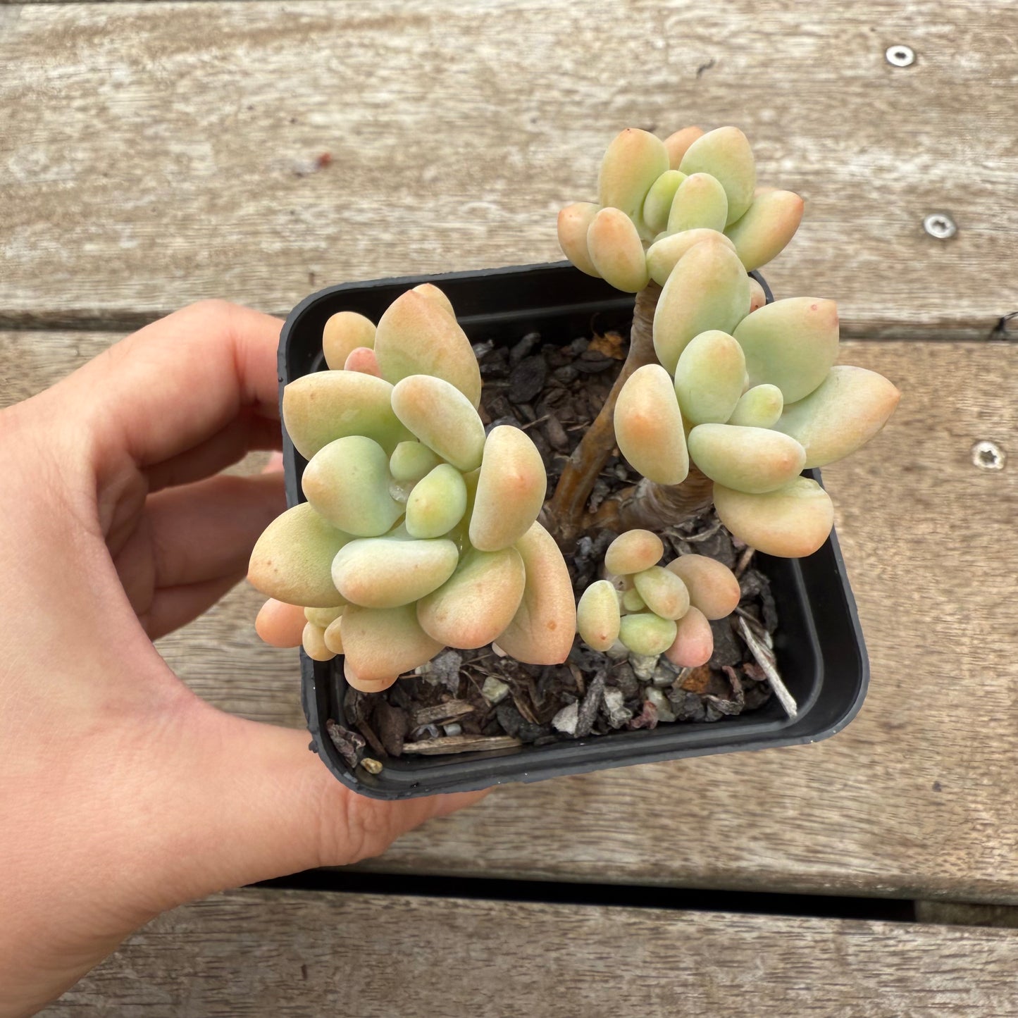 0804 Sedum Clavatum R. T. Clausen x Lavender Pebbles