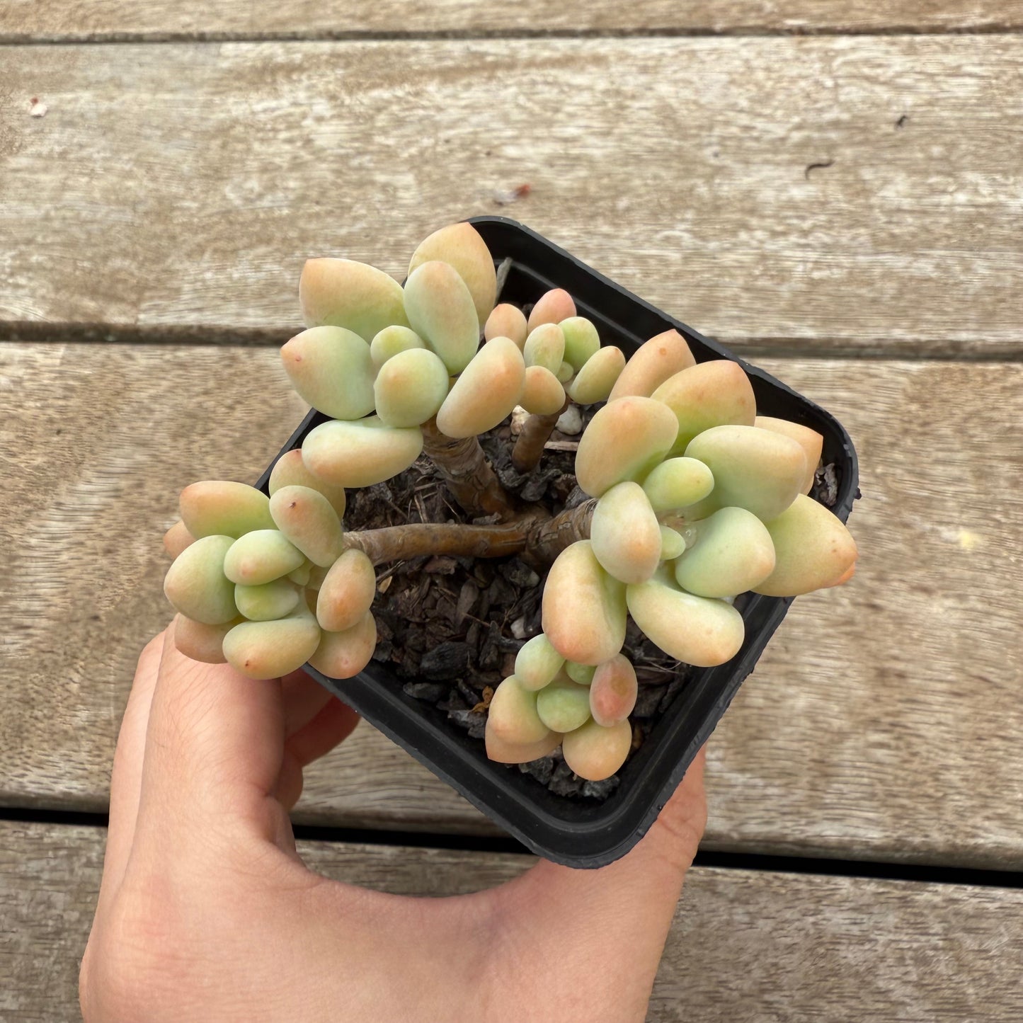 0804 Sedum Clavatum R. T. Clausen x Lavender Pebbles