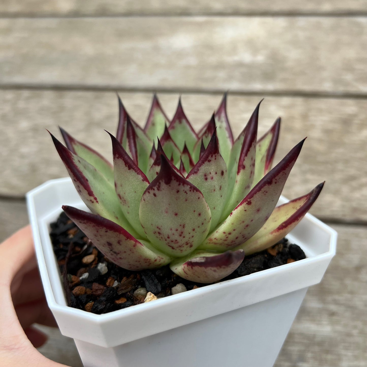 0904 乌木黑檀汁