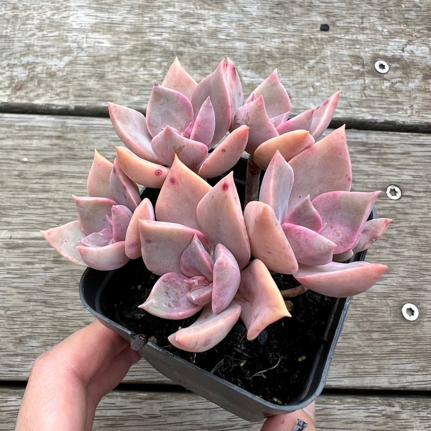 0904 Graptoveria Huth's Pink (Multi)