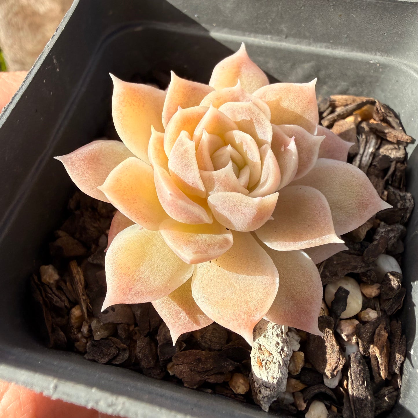 0906 Echeveria Elegans 'Cream Rose'