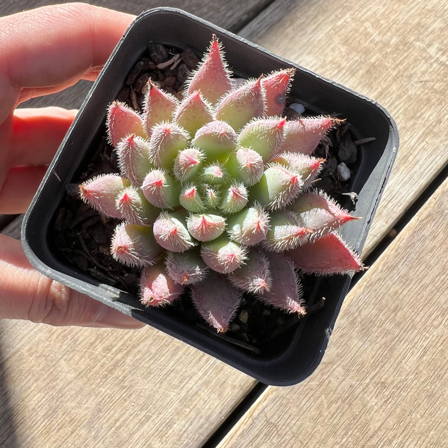 0907 Echeveria Comet