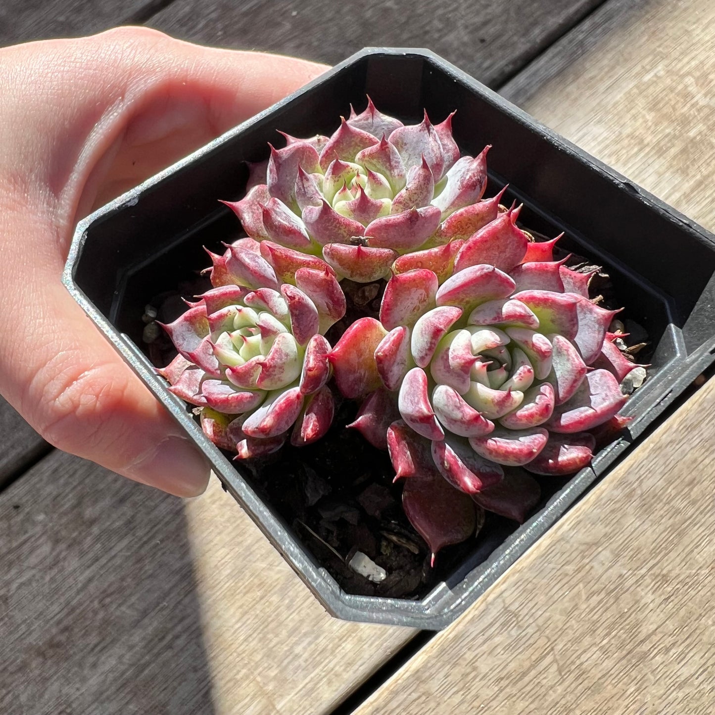 0907 沙罗姬牡丹