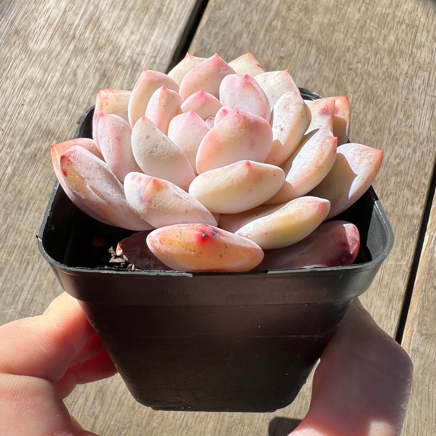 0907 Echeveria Snow Angel