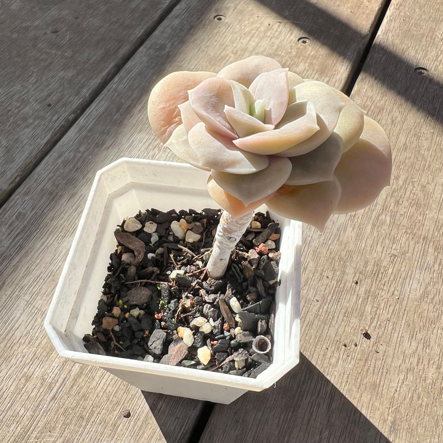 0907 Graptoveria Lovely Rose