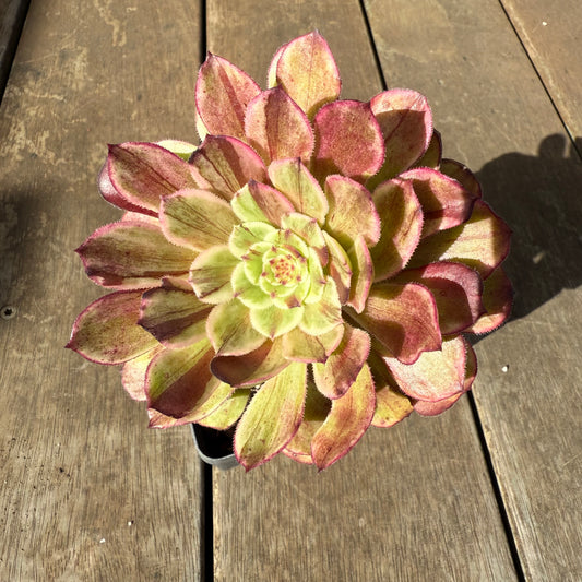 0909 Aeonium 'Ink Painting'