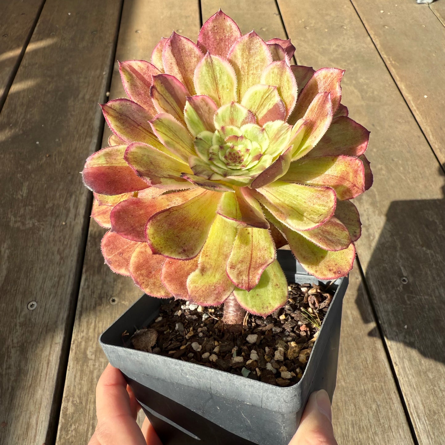 0909 Aeonium 'Ink Painting'