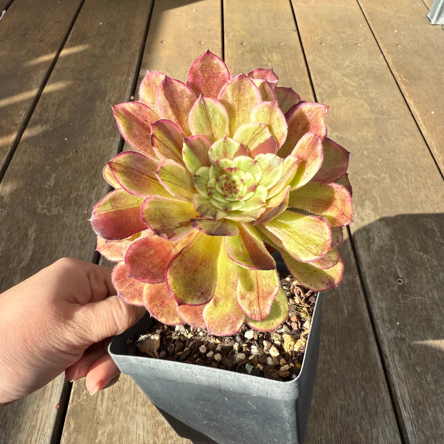0909 Aeonium 'Ink Painting'