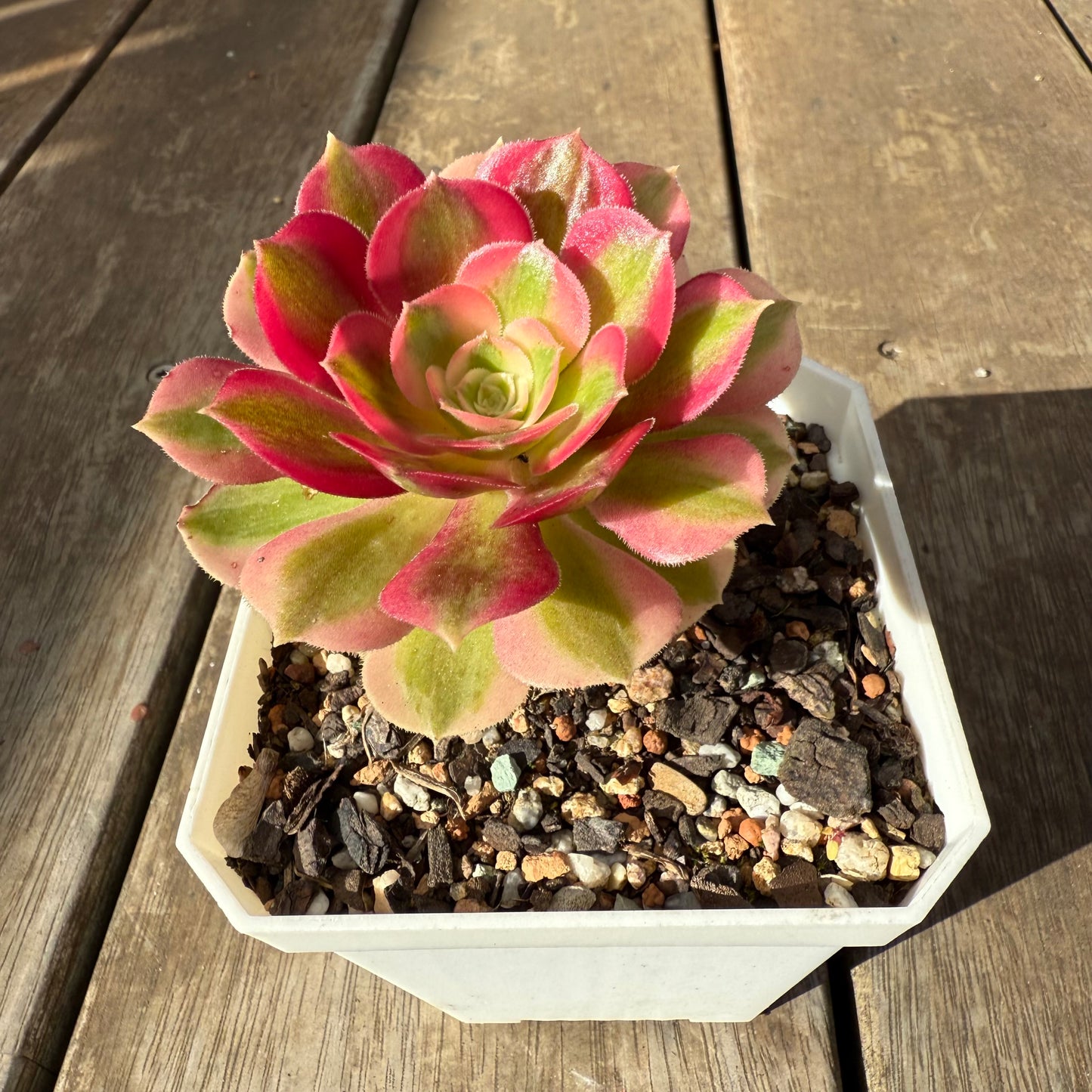 0909 Aeonium Pink Witch