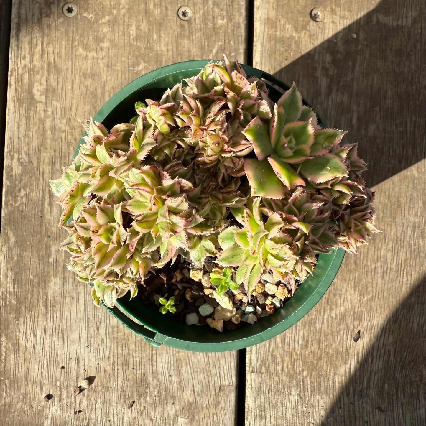0909 Aeonium Sunburst Cresta (Large)