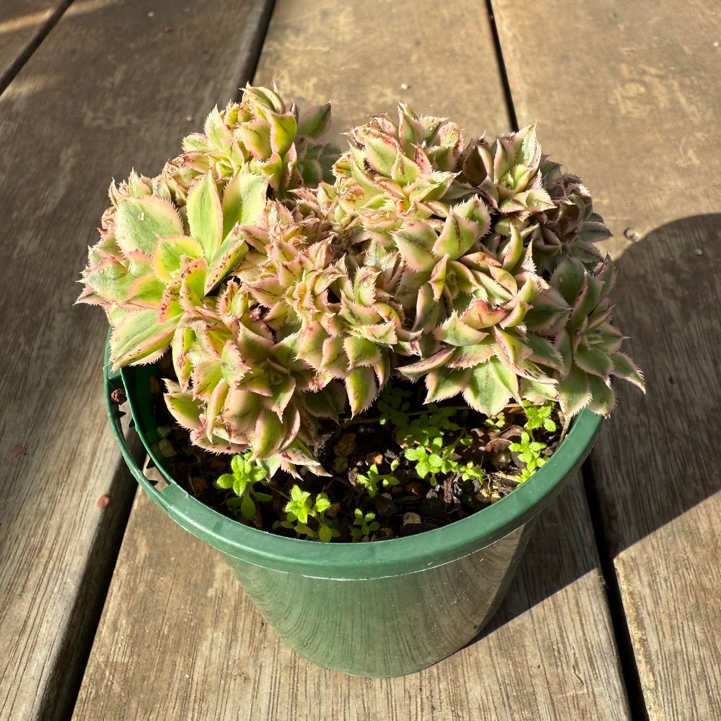 0909 Aeonium Sunburst Cresta (Large)
