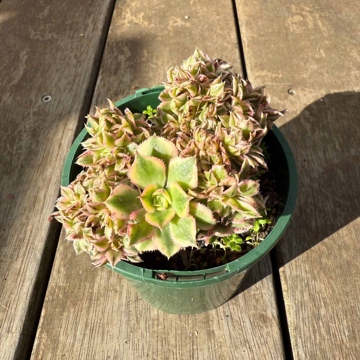 0909 Aeonium Sunburst Cresta (Large)