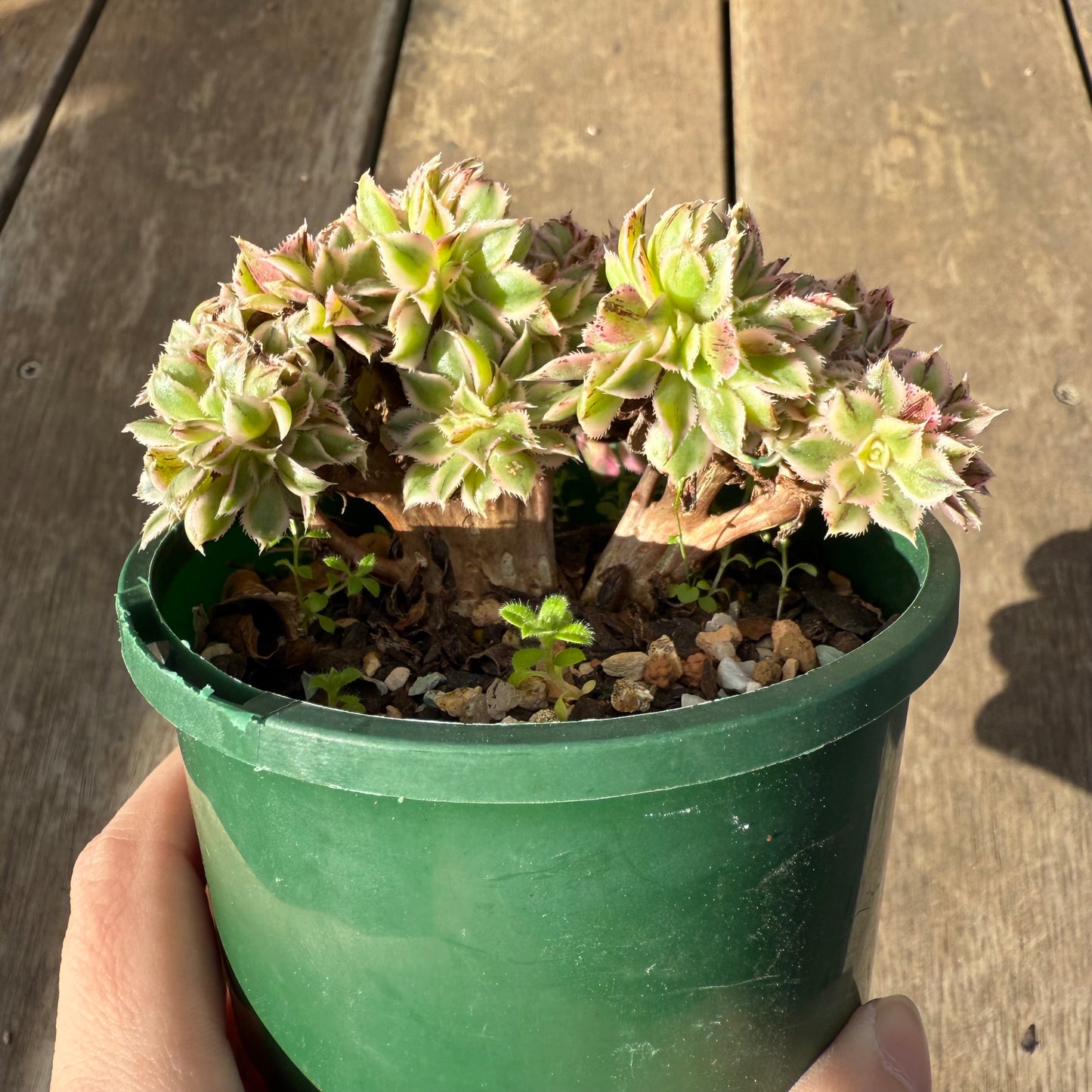 0909 Aeonium Sunburst Cresta (Large)