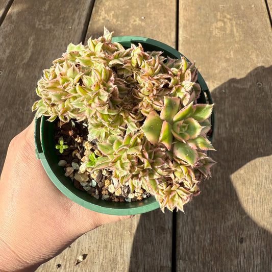 0909 Aeonium Sunburst Cresta (Large)