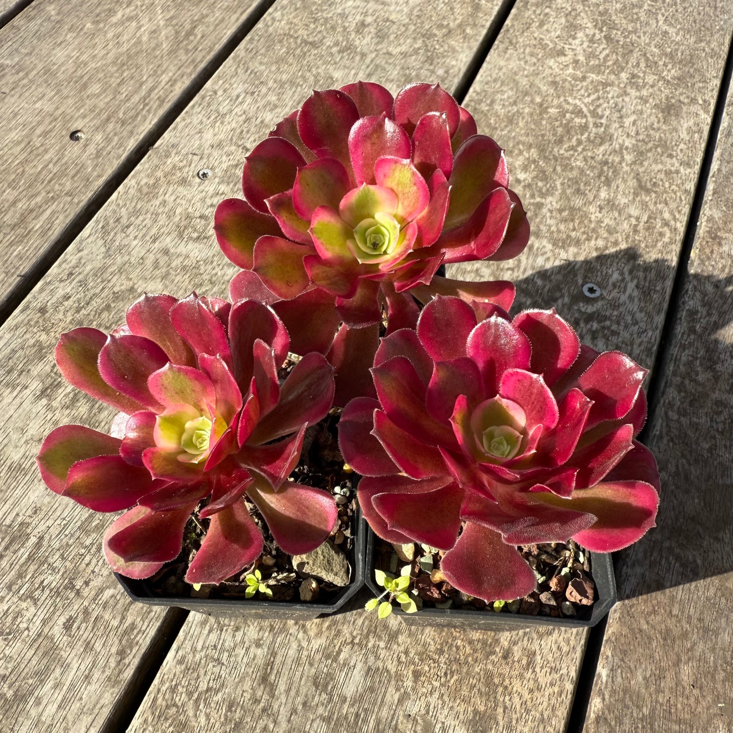 Aeonium Medusa
